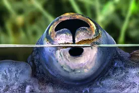 来看看动物界那些奇怪的眼睛！图片