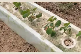 水培蔬菜要想高产，如何配制营养液？正确的方法做好2点图片