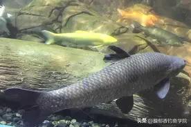 鱼类睡觉的3个规律，对钓鱼的影响很大图片
