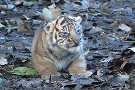 小老虎长得像胖橘，被游客投诉真丑，饲养员大怒：礼貌吗？图片