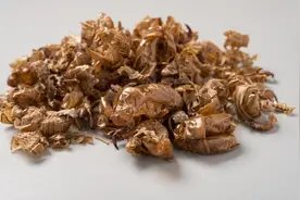 每日中药——蝉蜕图片