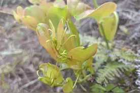 俗名“祛湿王”，块根坚如金刚，村里人见到就挖，如今十分珍贵图片