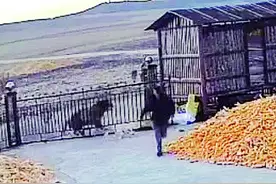 黑龙江再现野生东北虎伤人事件，65岁大爷差点命丧虎口，为何“猛虎”频频下山?重庆记者赴黑龙江实地调查图片