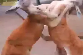 袋鼠打架，场面不忍描述，保育员：一看它们就是闲得图片