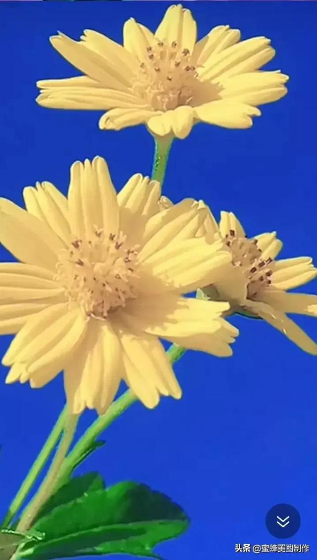 七夕浪漫情人节，玫瑰壁纸