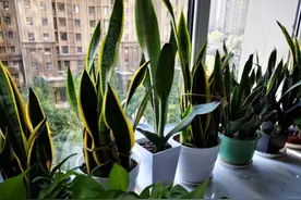 室内不能养虎皮兰？不是迷信，已被证实！难怪不少人总养不好图片