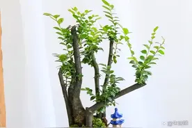 小叶紫檀的养殖方法和注意事项，4个要点，好养易活养成盆景图片