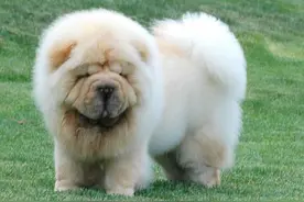 犬类品种列举图片