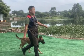 狗出门就拉着主人冲撞，牵引绳都拉不住，看训犬师无保留分享技巧图片