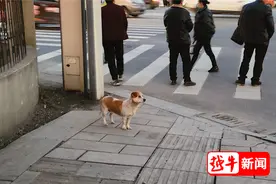 追踪 | 超10万网友点赞，绍兴这条陪交警站路口的流浪狗，已经有“家”有“名”了图片