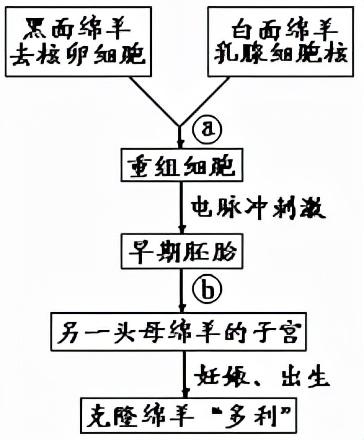 高中生物选修3-细胞工程知识点汇总大全