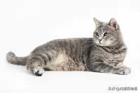 母狗绝育也有后遗症，漏尿怎么办？图片