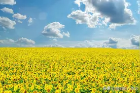 「植物界全系列」菊亚科—向日葵族（五）：向日葵2图片