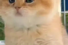 网上晒的，自媒体日收几百、几千，究竟是真是假？图片