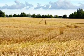 科学和愚昧之争，焚烧秸秆好，还是秸秆还田好图片