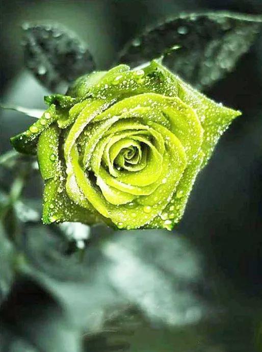 这是最常见的一种花语,主要是在表白,增进爱情的时候使用,除此之外,红