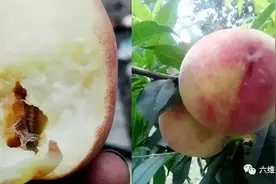 湖北一女子吃桃吃出1条活蜈蚣，若不小心吃了，能在人体生存么？图片