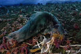 世界上最长的虫子—南极巨虫图片