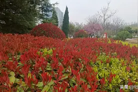 春满菏泽城 处处皆风景图片