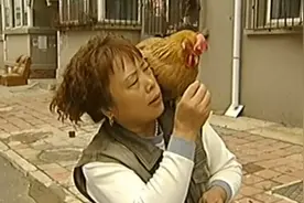2007年东北大婶买了只鸡，2年后竟然学会算数，每天还要泡热水澡图片