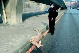 痛心！不幸从立交桥上坠亡，已怀有身孕图片