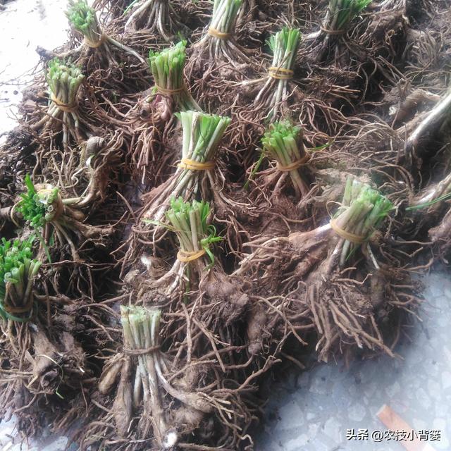 韭菜种植:播种移栽和挖根翻栽哪个方法好?各有哪些种植技巧?