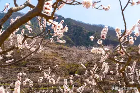 平谷北寨村万亩杏林致富路图片