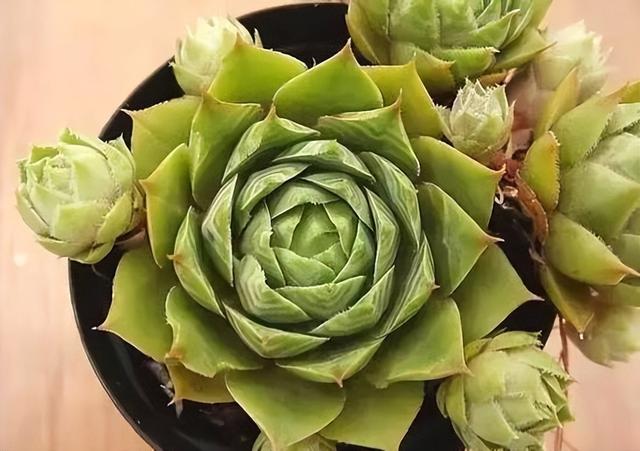 270种常见多肉图谱，一分钟认全！