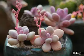 春天多肉长“花箭”是剪是留？多数人都做错了，难怪肉肉越养越瘦图片