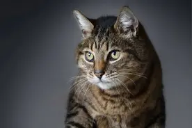 无法接受猫咪去世，英国女子斥巨资让它“看起来只是睡着了”图片