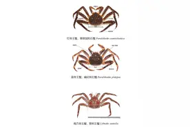 “蟹中之王”竟不是螃蟹？帝王蟹族谱来啦 | 知鱼三分钟图片