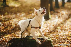 看着别人家的狗听话懂事，你是否也心动？训练好狗狗的2个技巧图片