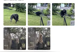 媒体评南宁“丢那猩”火爆网络：网红动物或是动物园起死回生的契机图片
