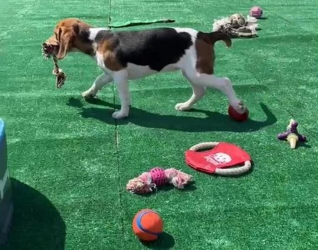 困在研究所一辈子接受“药物试验”的比格犬，被救助人员解救出来