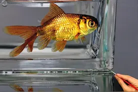 韩国超写实第一人！一幅画卖100W，这逼真程度，冷军看了都汗颜图片