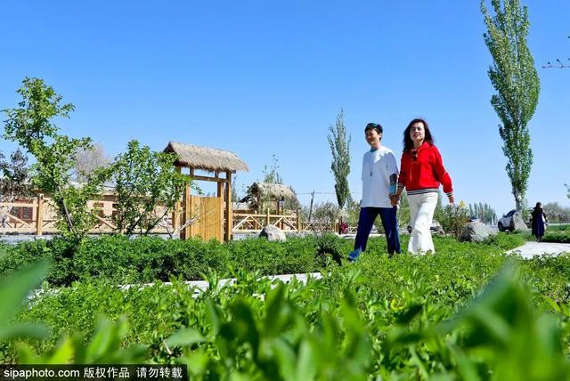 蔬菜庄园游戏攻略（春日采摘正当时京郊这些地方采摘品种多）