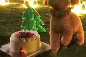 长沙一女孩花几十万，租520架无人机，为10岁宠物狗过生日图片