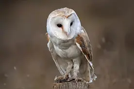 猛禽内战！以色列一只红隼袭击两只谷仓猫头鹰的窝，哪种猛禽厉害图片