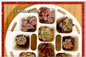 每个人都能成为自己的太阳：回首那段被多肉治愈的日子图片