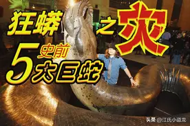 狂蟒之灾：地球生命史上的五大巨蛇全盘点！图片