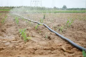 抗旱，费县这样做图片