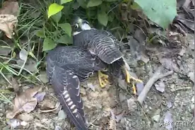 陕西出现“鸽虎”，性情凶猛敢战金雕，血肉之躯却能和高铁比速度图片