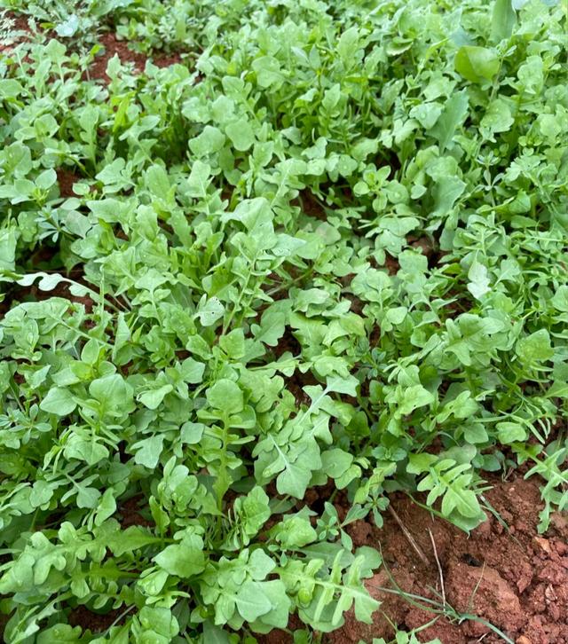 9种常见野菜的好处与吃法，作用一个比一个大，味道一个比一个鲜