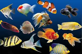 「小铅笔会跳舞—我们班优秀作文展示」宋悦《我想养一条金鱼》3图片