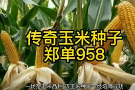 畅销20年？郑单958被誉为“传奇玉米种子”，它真的好吗？图片