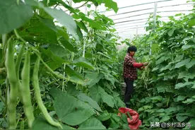 豆角、豇豆想要高产，记住这几个小窍门，结荚一茬又一茬图片