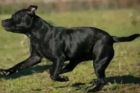 有的人，为什么对狗比对人还要好呢？图片