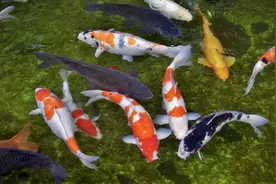 鱼缸需要24小时开水泵和氧气泵吗？图片