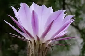 情人：始于心动，止于心安，半生牵念图片
