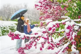 3月16日，鲜花与雪花“同框” 阳春时节，南阳“桃花雪”来了图片